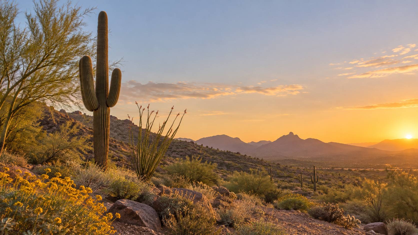 Saguaro and ocotillo in the Sonoran Desert at golden hour